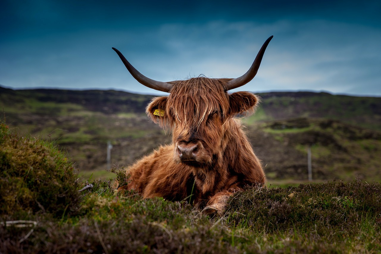 beef scotland highland beef free photo