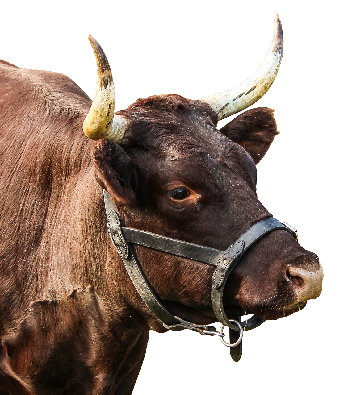 beef cattle horns free photo