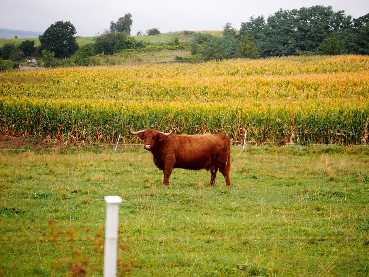 beef highland beef brown beef free photo