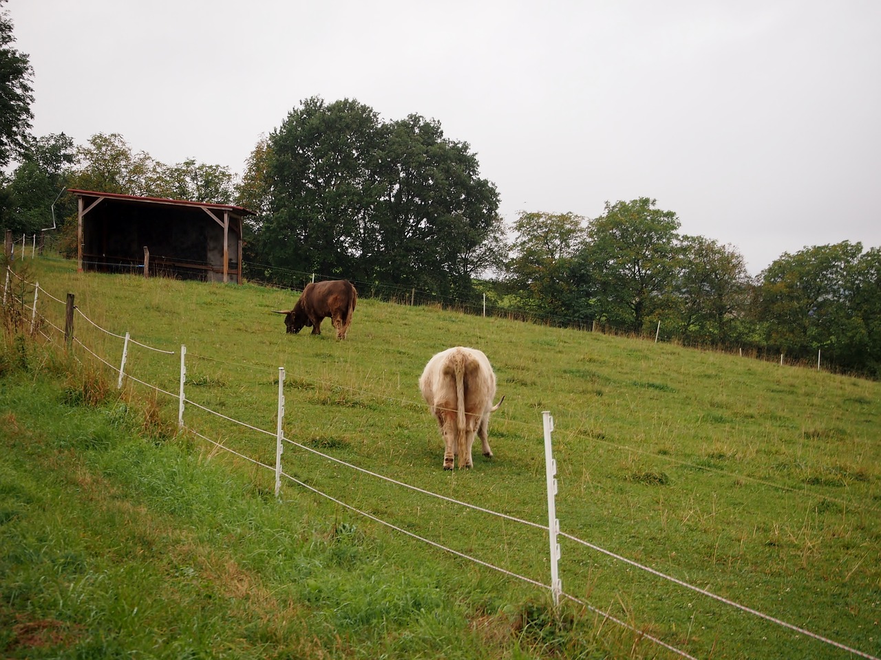 beef highland beef livestock free photo