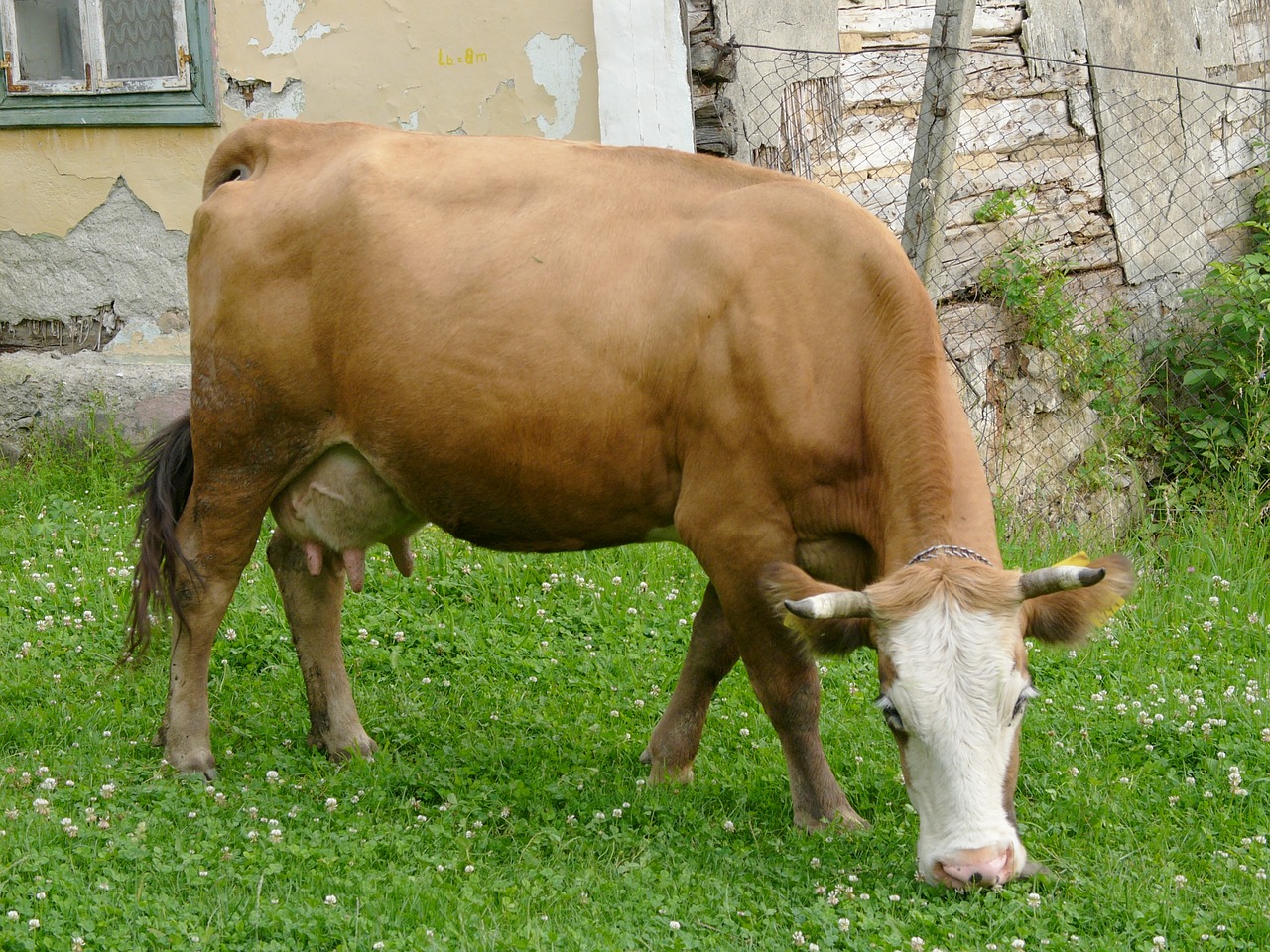 beef cow farm animals free photo