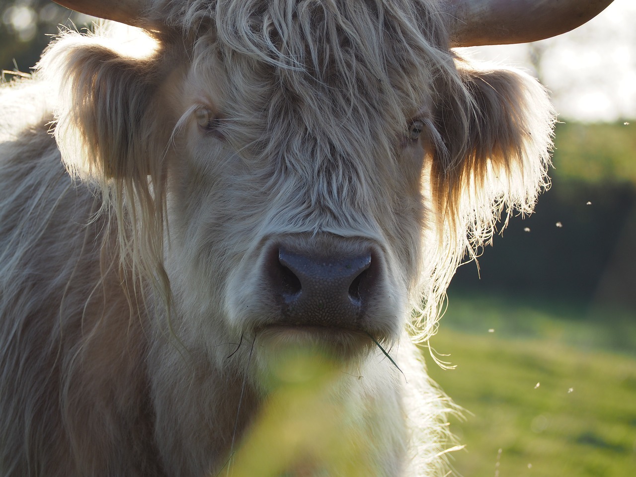 Beefhighland Beefscottish Hochlandrindshaggycow Free Image From 