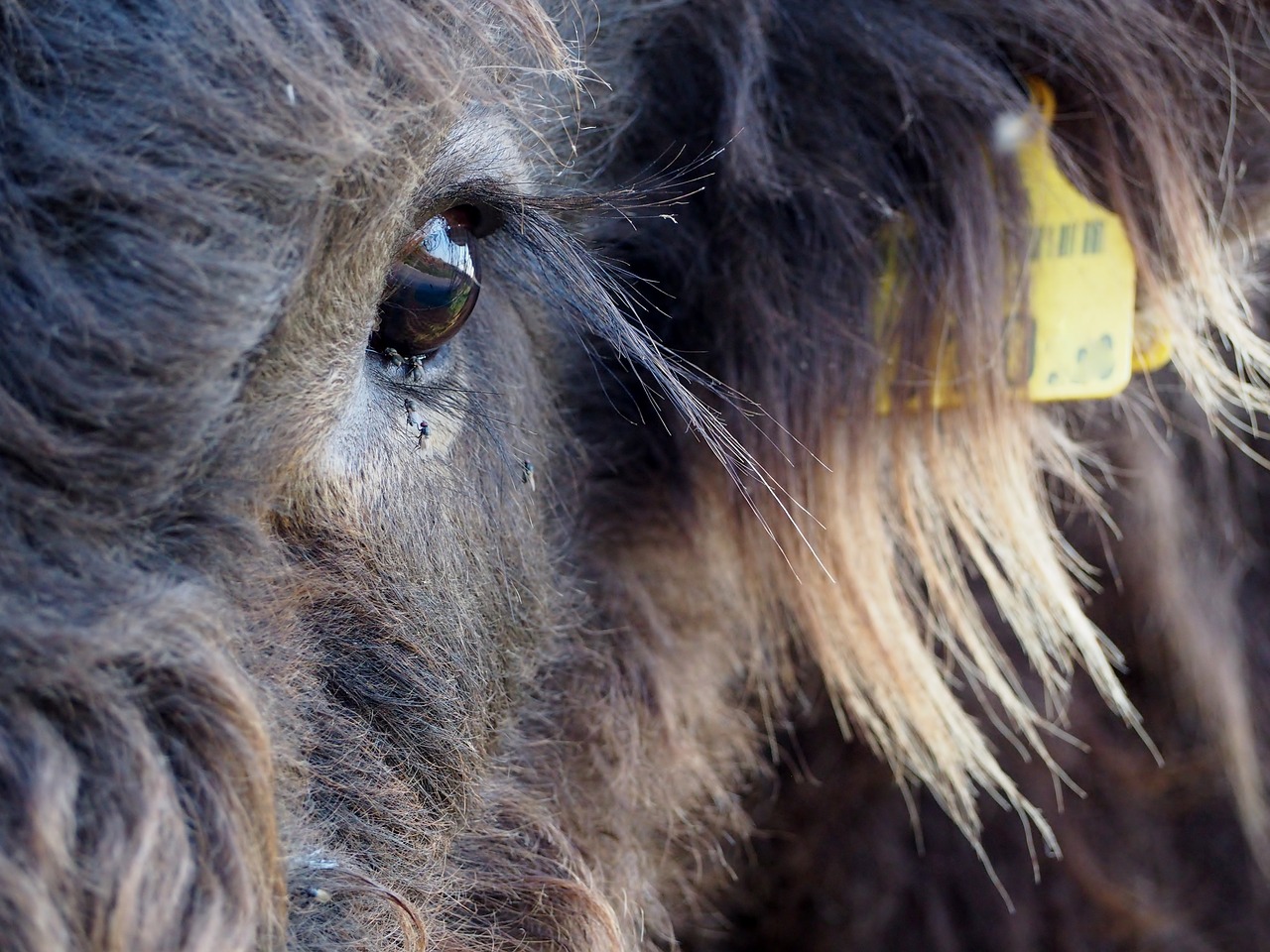 beef highland beef scottish hochlandrind free photo