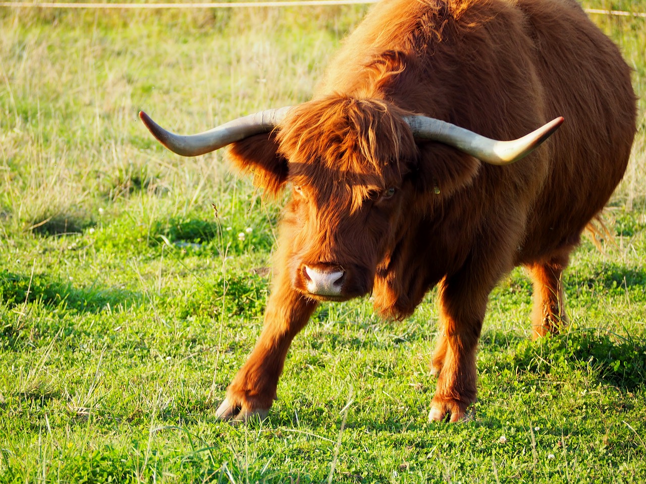 beef highland beef scottish hochlandrind free photo