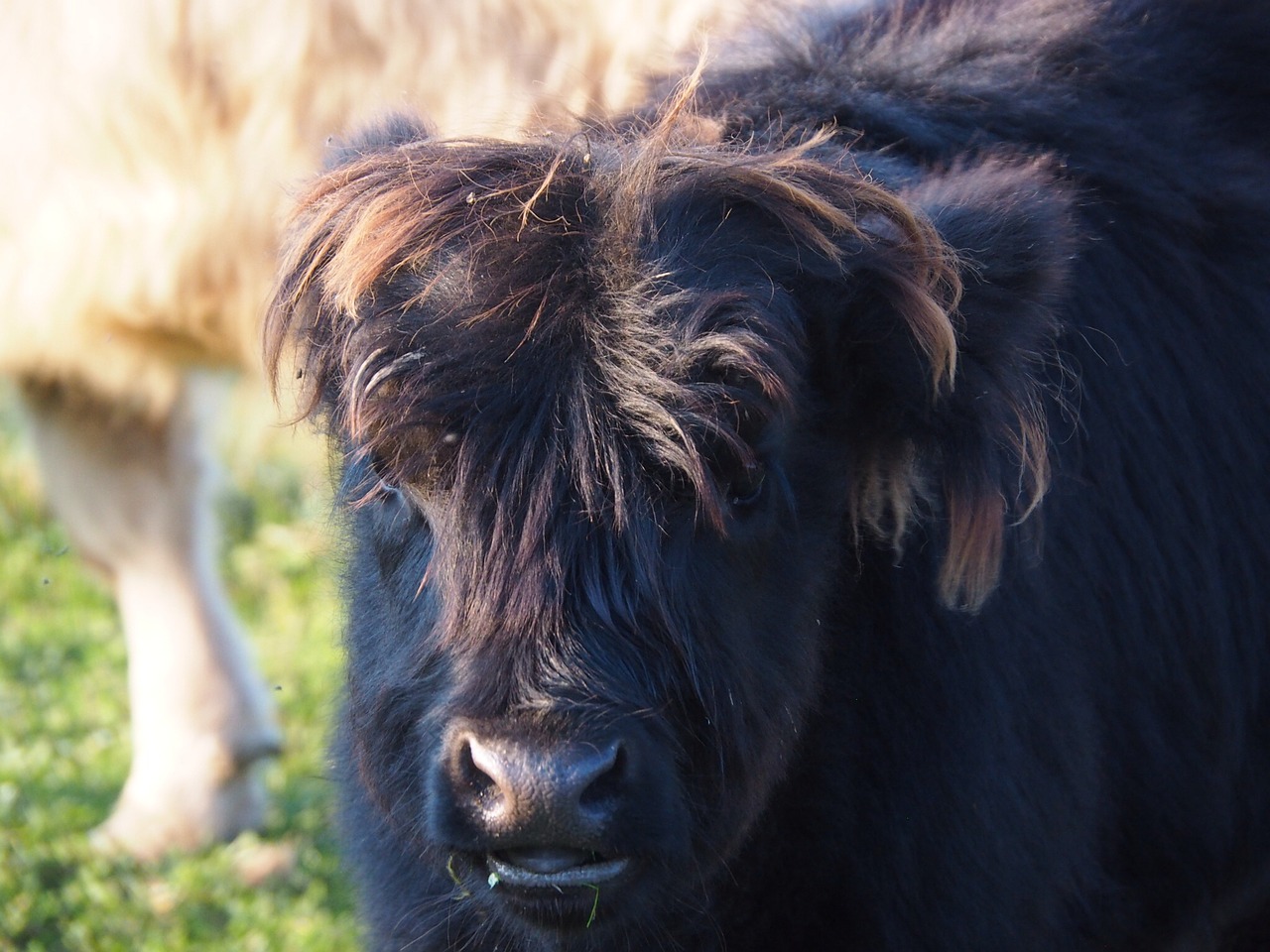 beef calf highlands free photo