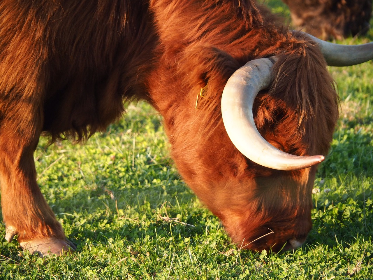 beef calf highlands free photo