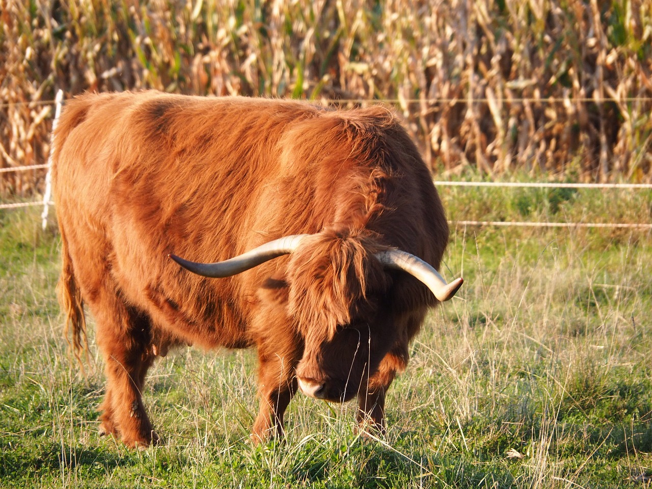 beef calf highlands free photo