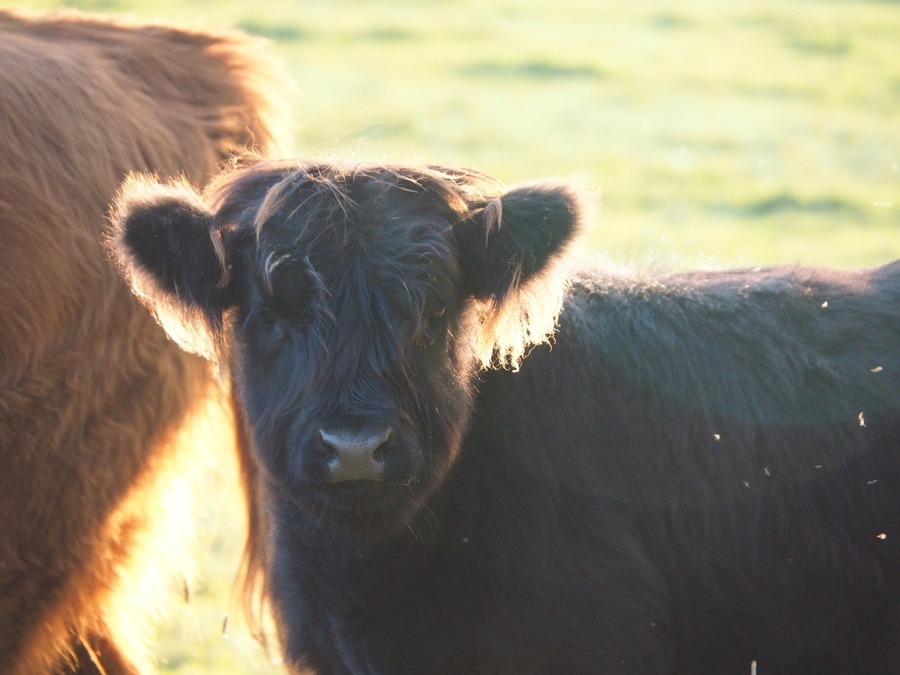 beef calf highlands free photo