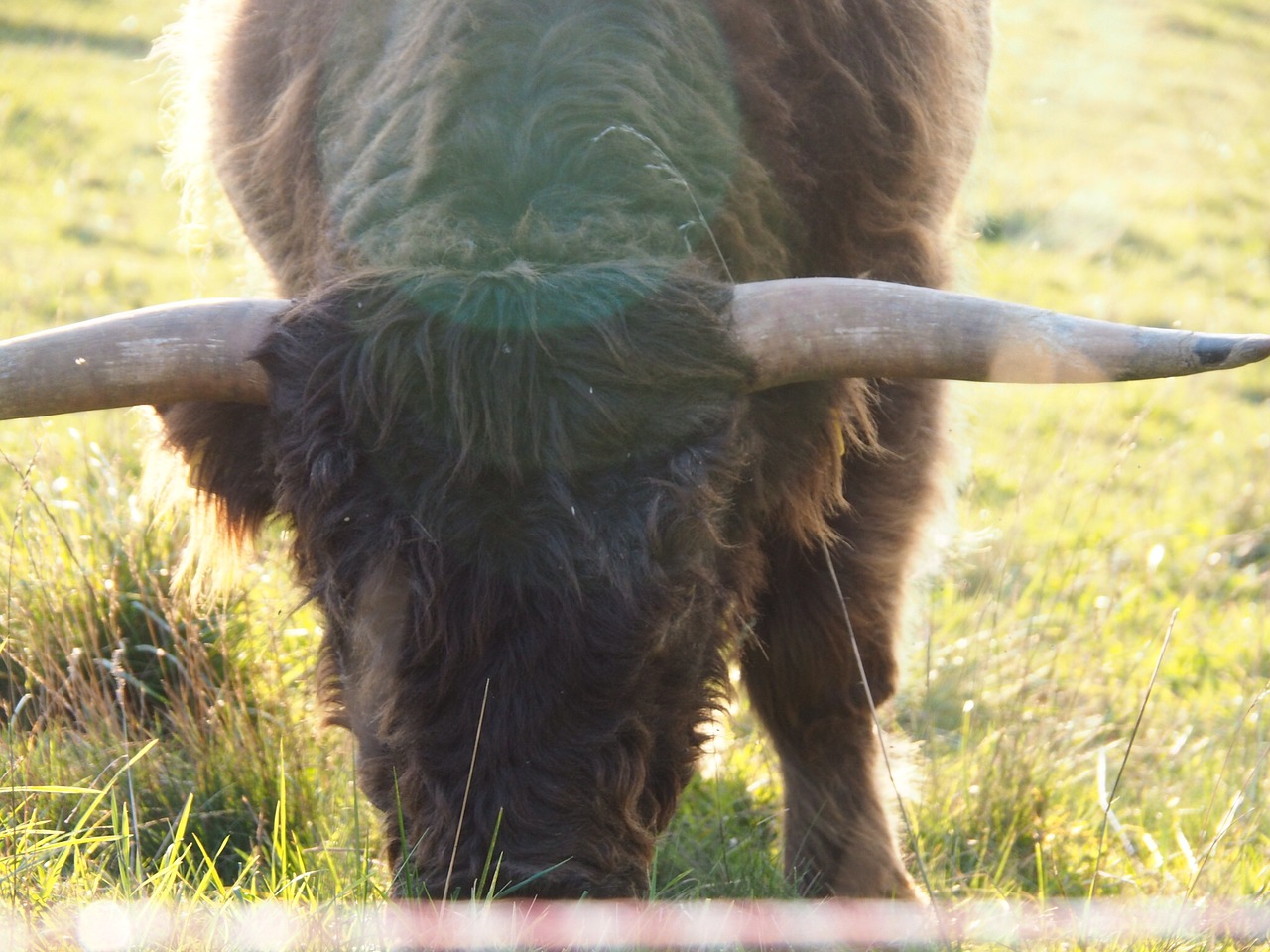 beef calf highlands free photo