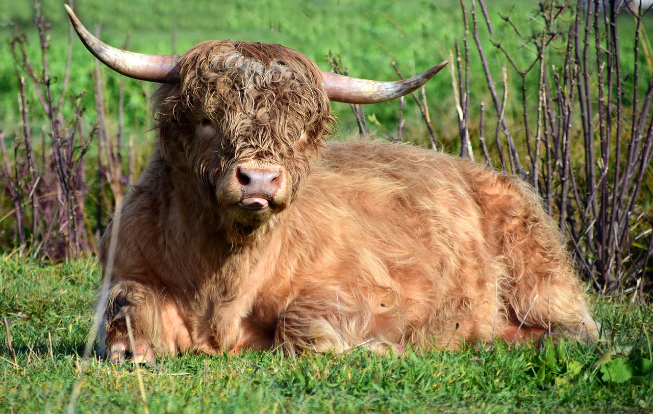 beef bull pasture free photo