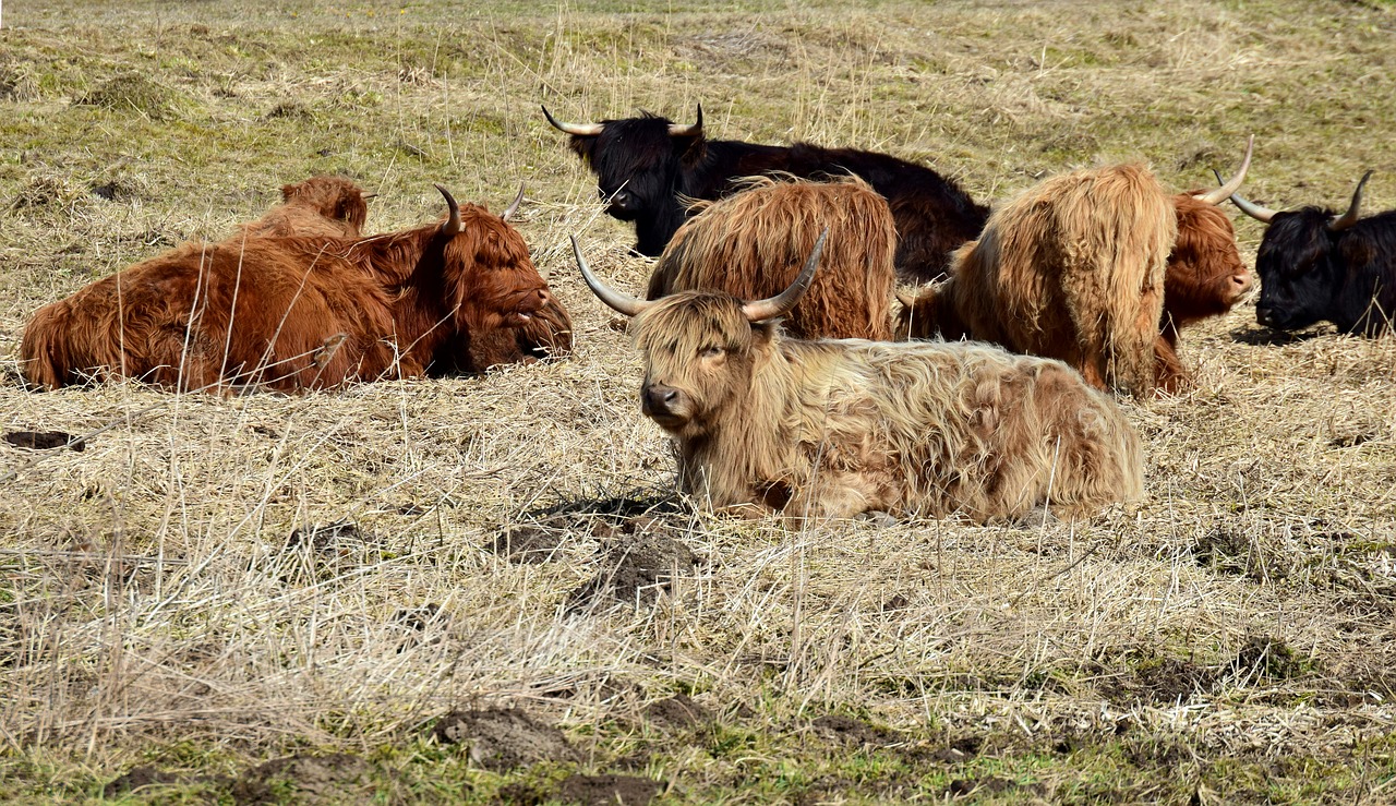 beef highland beef galloway free photo