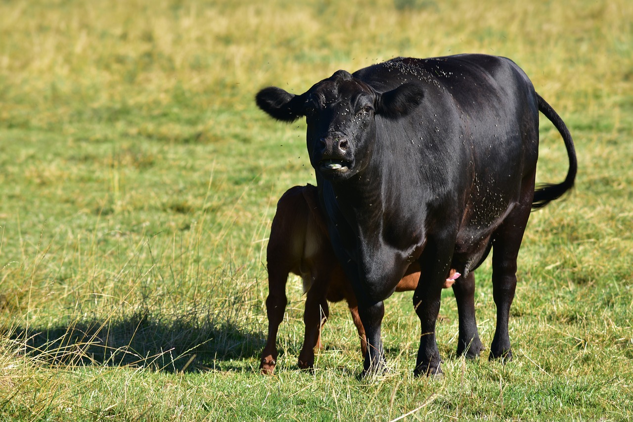 beef  cow  calf free photo