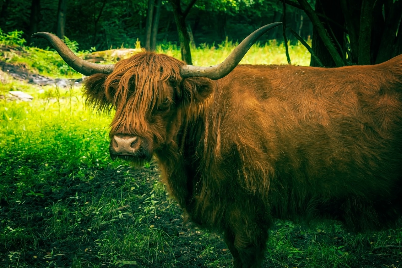 beef  aurochs  ox free photo