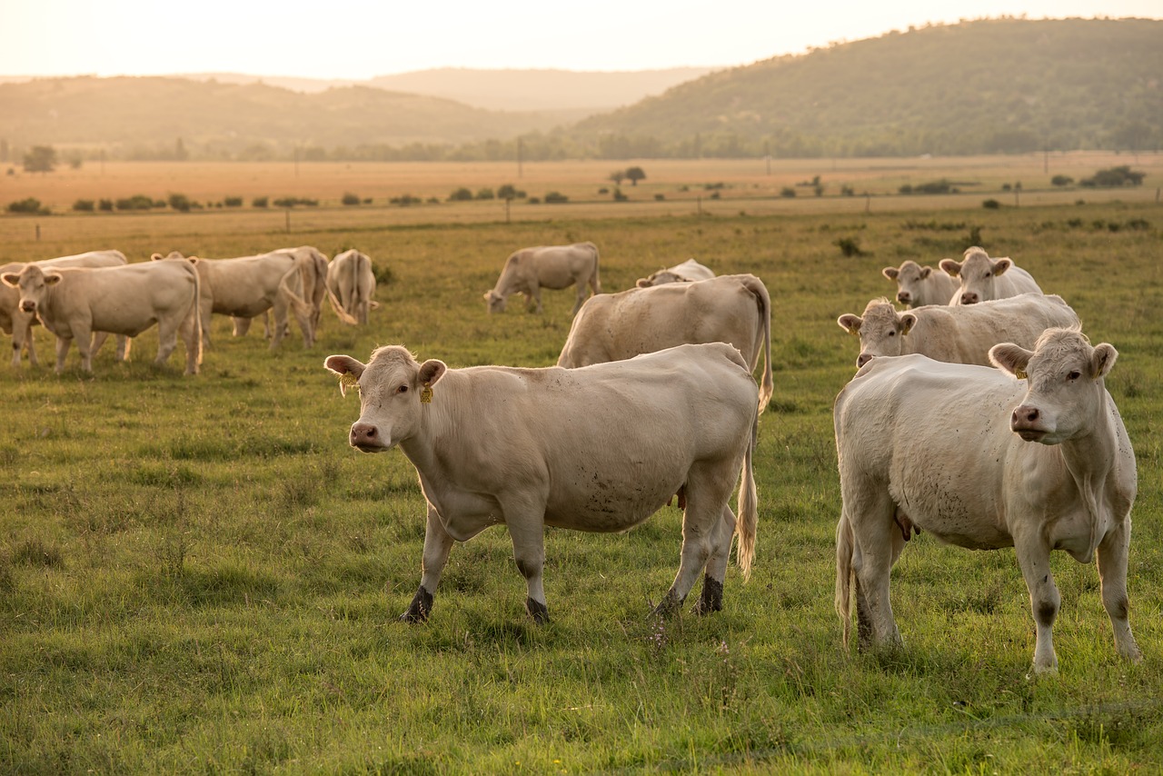 beef  pasture  agriculture free photo