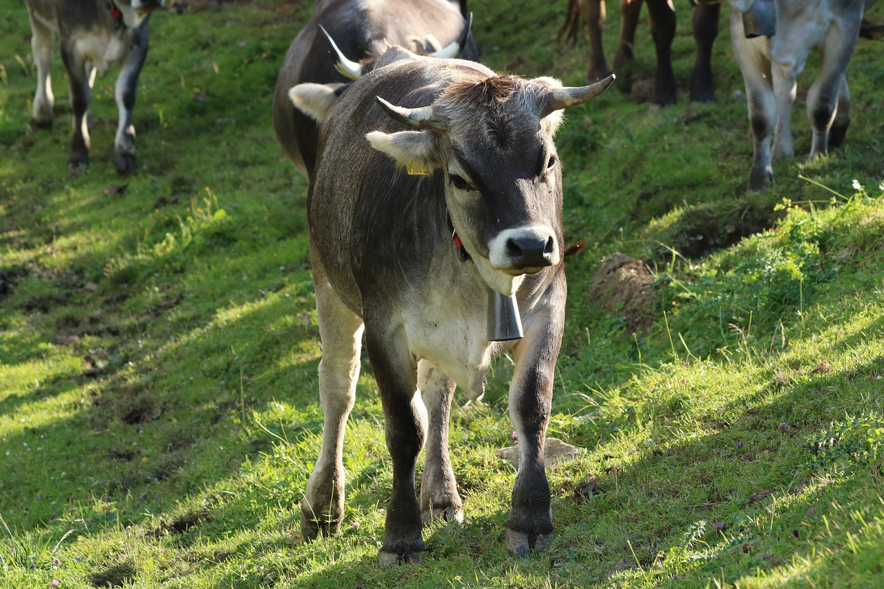 beef  cow  alp free photo