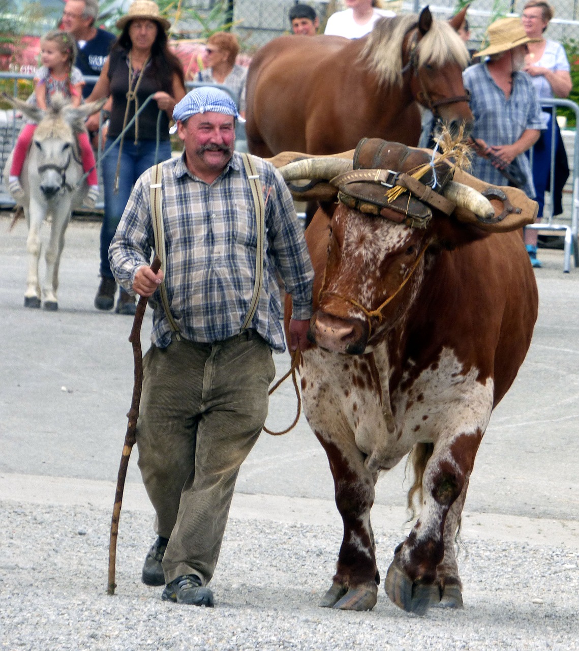 France farmers. Домашние животные у французов. Скот Инланд. Local Peasant Farmers. Cifcilik.