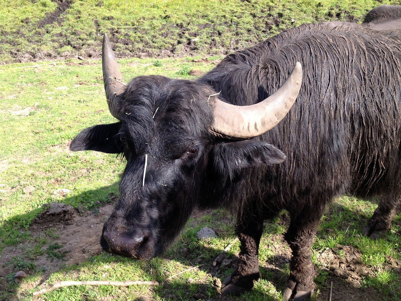 beef water buffalo livestock free photo