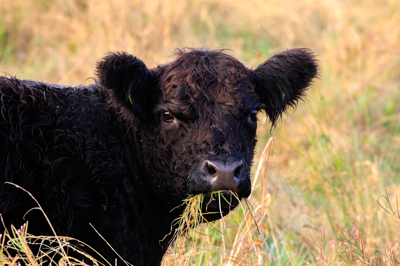 beef  cattle breed  galloway free photo