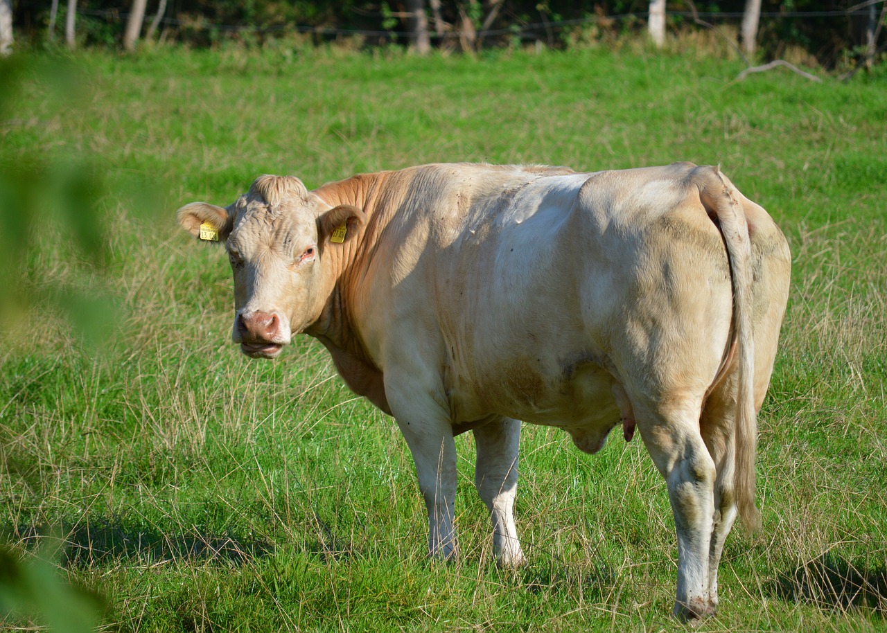 beef  animal  pasture free photo