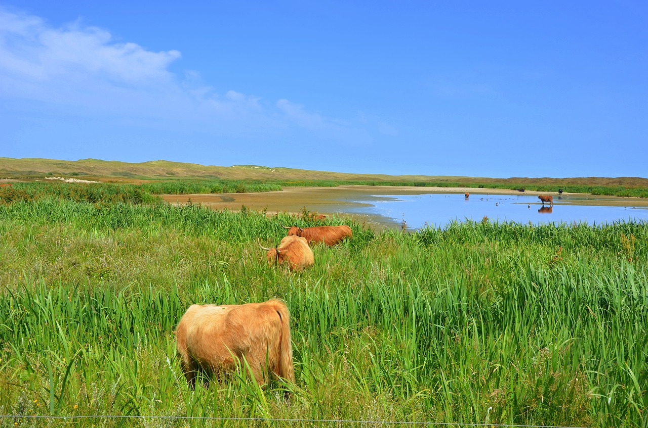 beef  pasture  landscape free photo