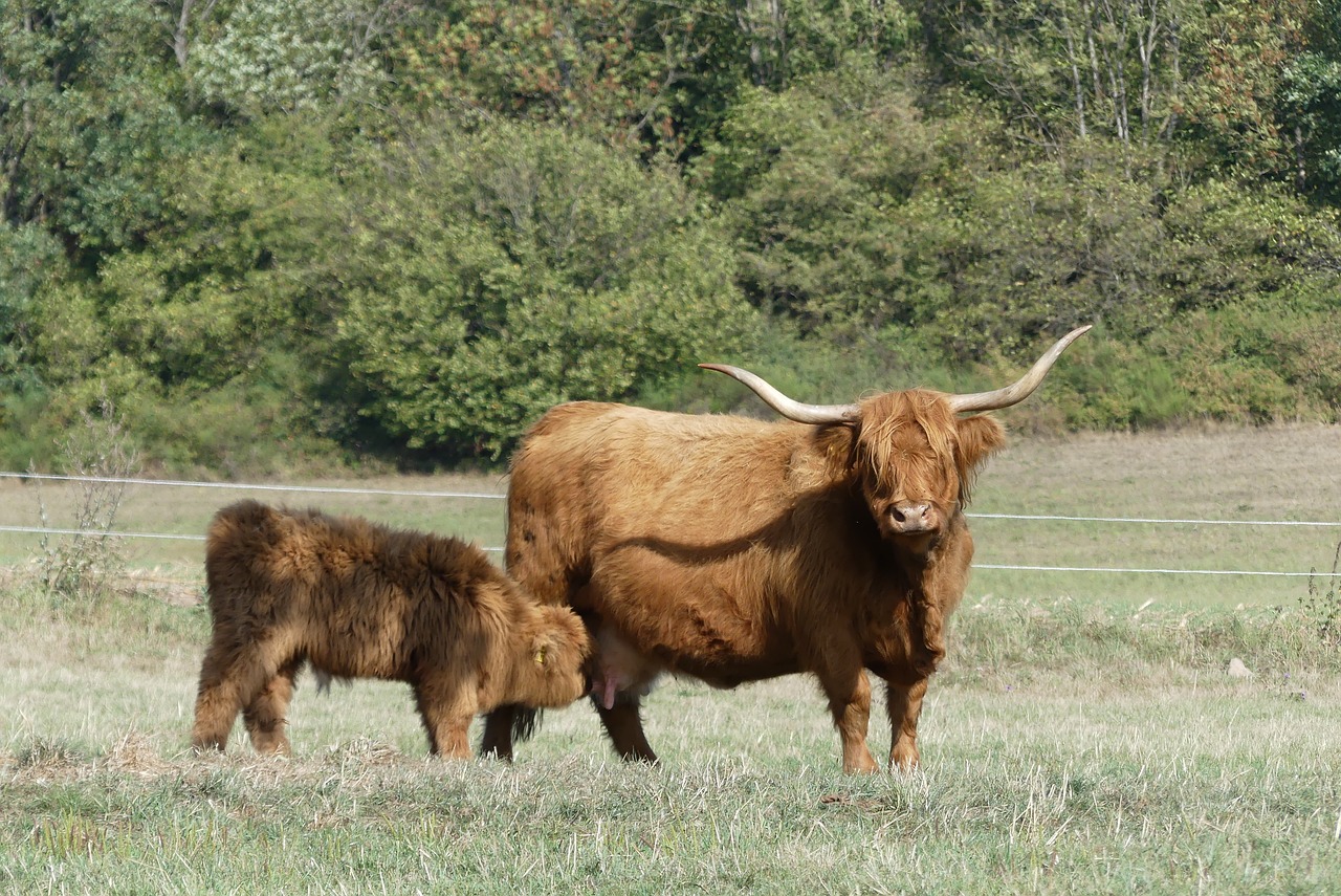 beef  galloway  agriculture free photo