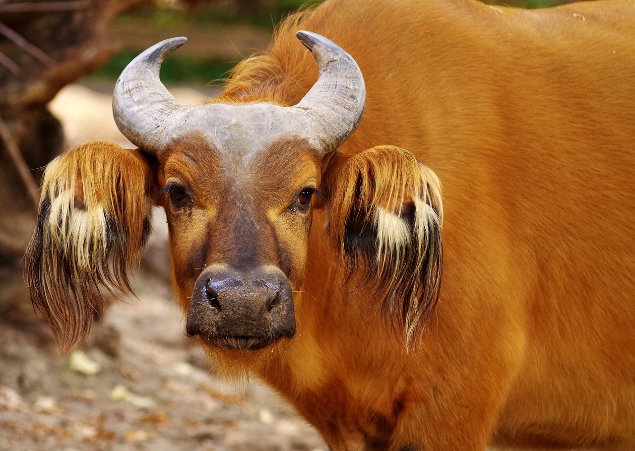 beef  buffalo  horns free photo