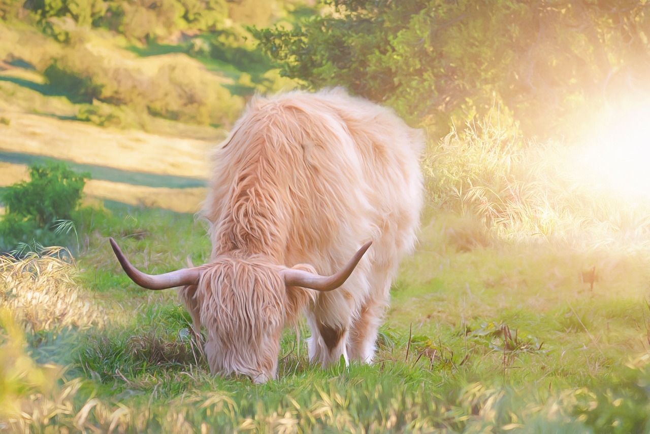 beef  meadow  graze free photo