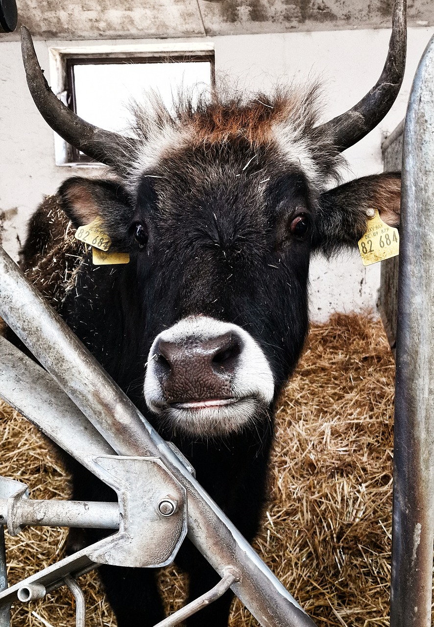 beef  cowshed  animal photography free photo