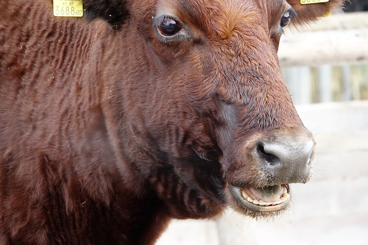 beef  animal  cattle free photo