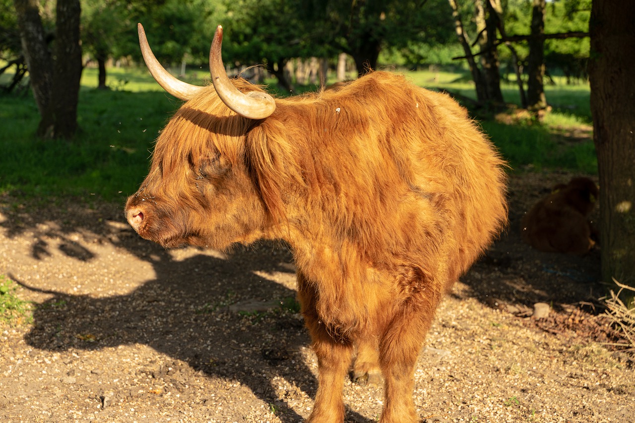 beef  highland beef  cow free photo
