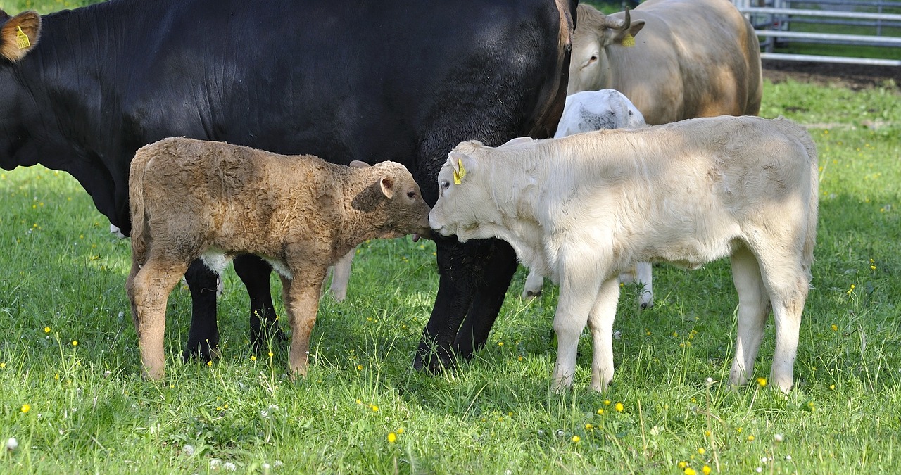 beef young animal livestock free photo