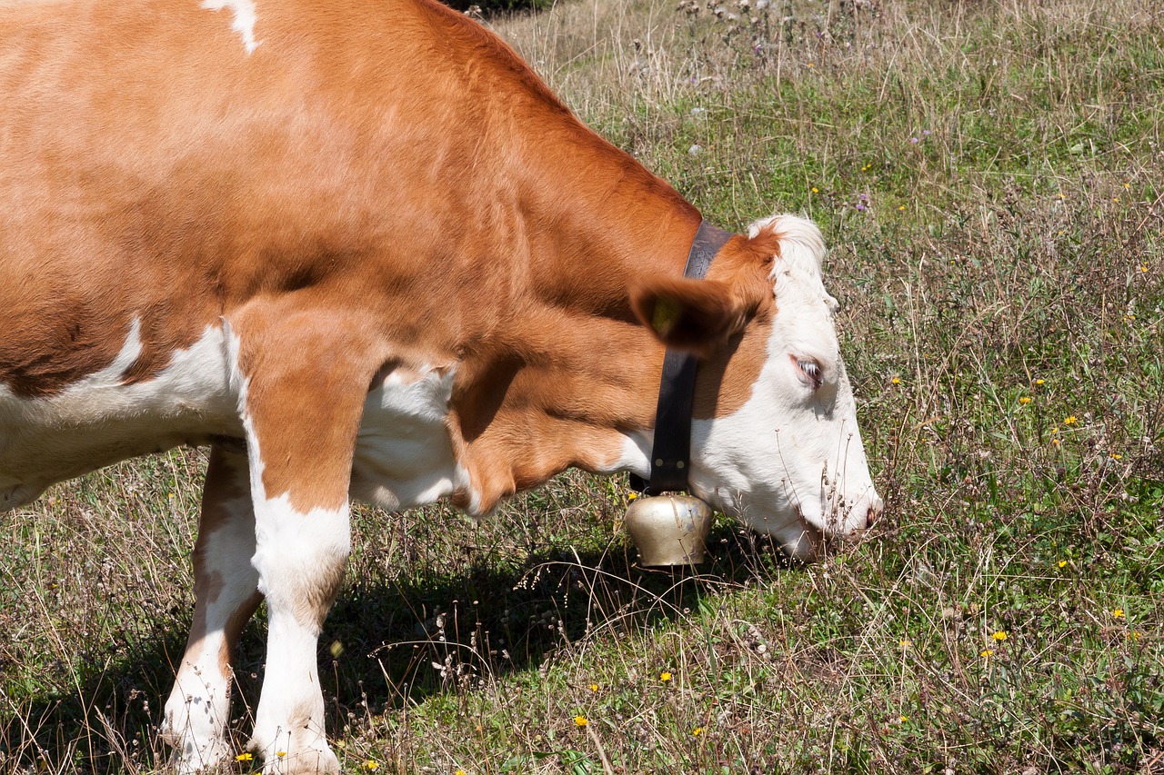 beef jungrind calf free photo