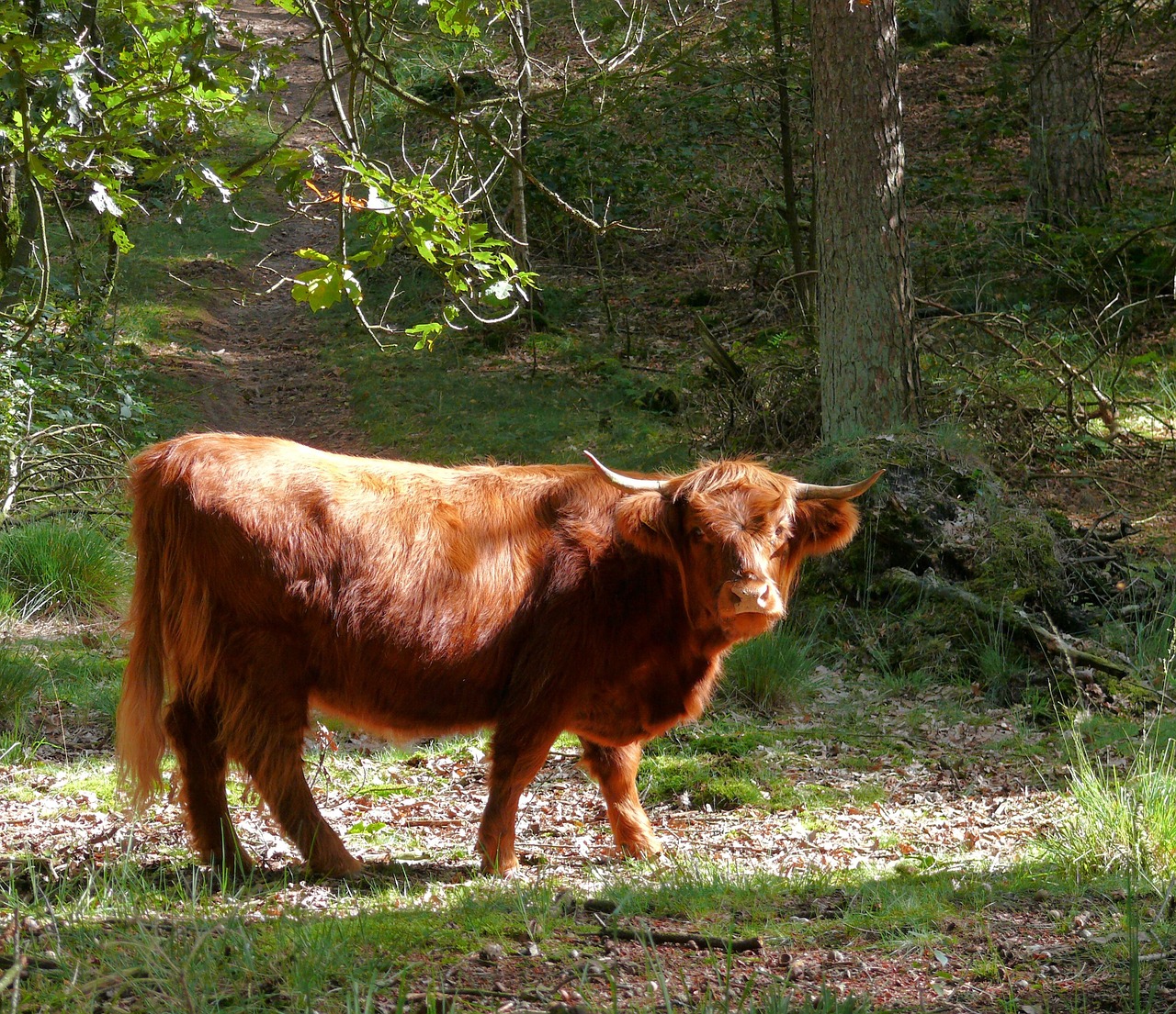 beef scottish highlander cattle free photo