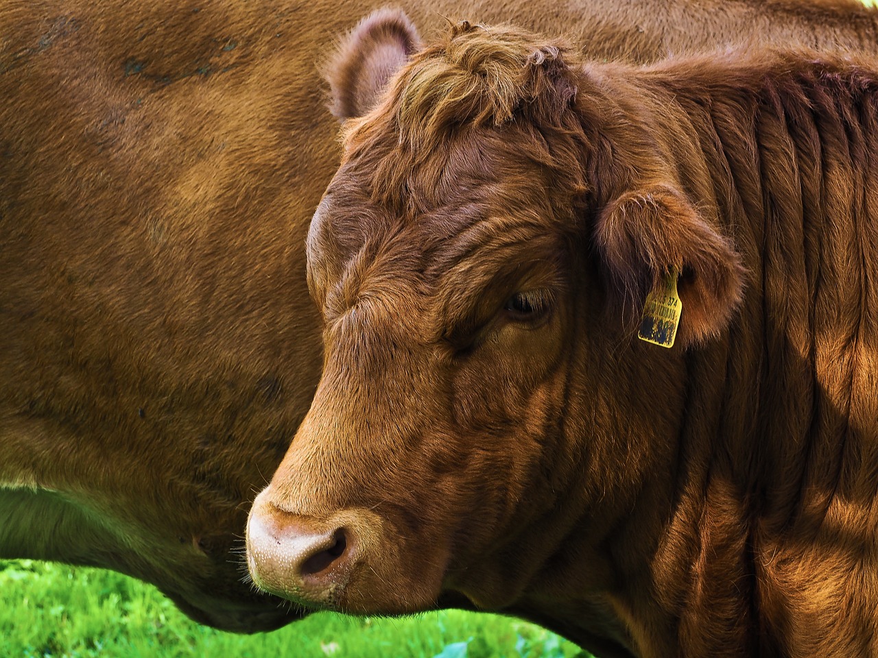 beef pasture cattle free photo