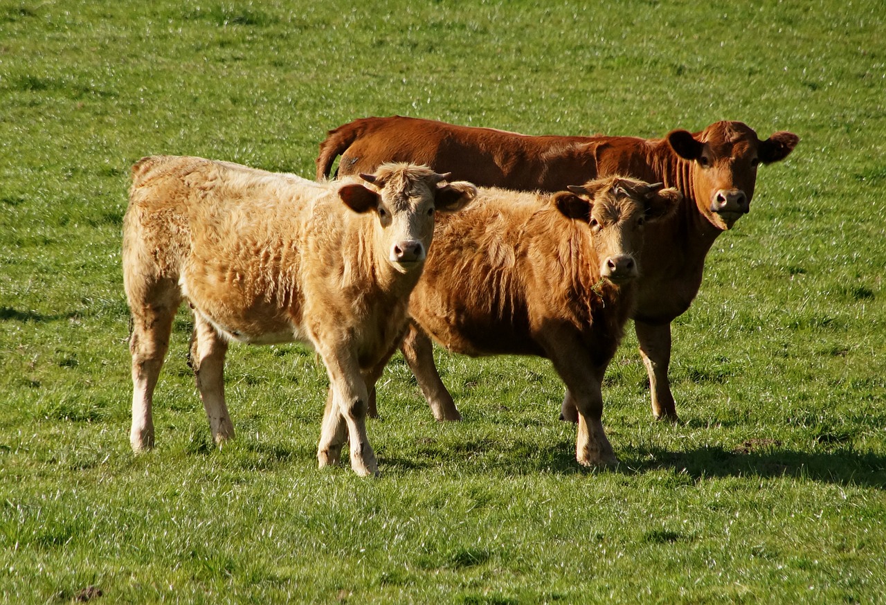 beef bull pasture free photo
