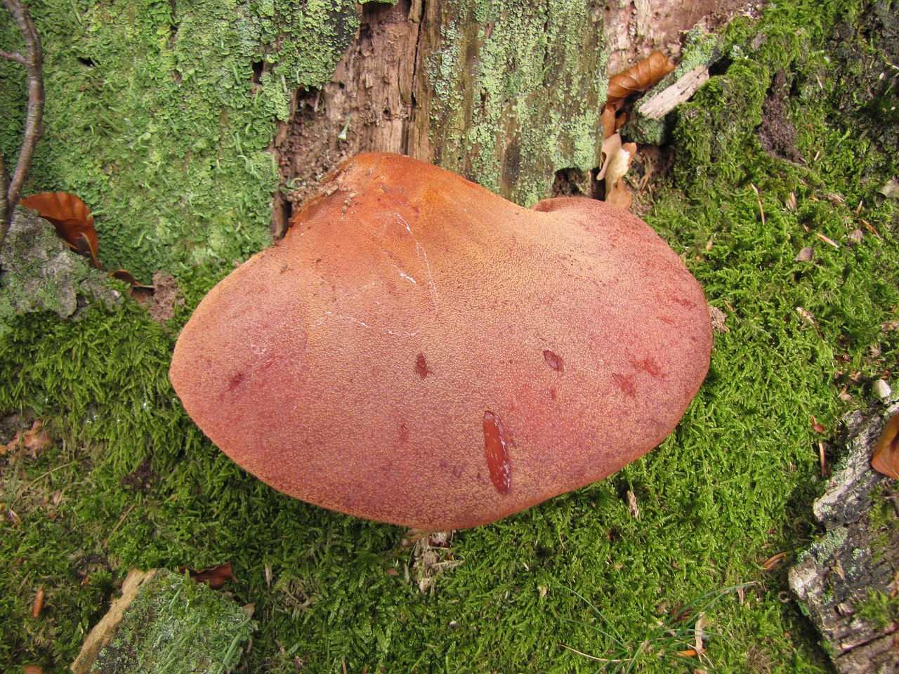 beefsteak mushroom stump autumn free photo