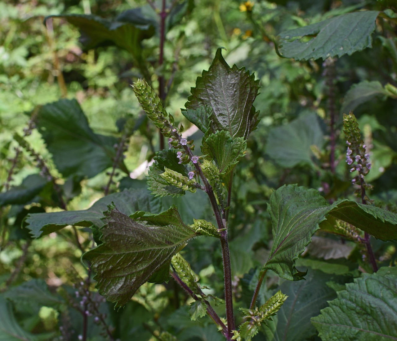 beefsteak plant wild basil plant free photo