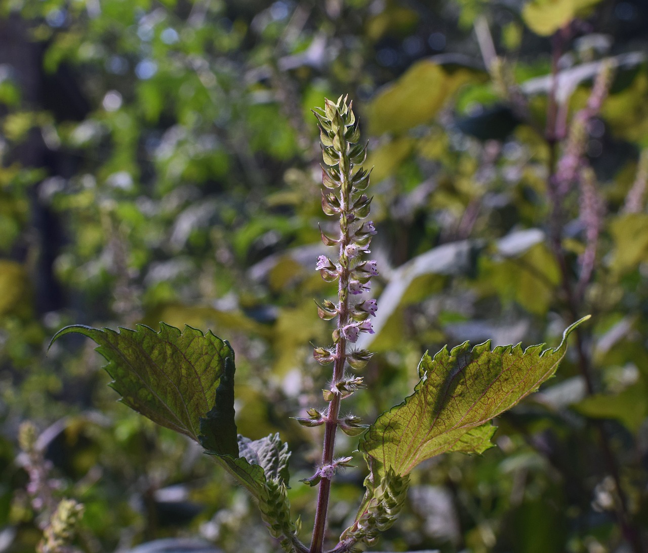 beefsteak plant wild basil plant free photo