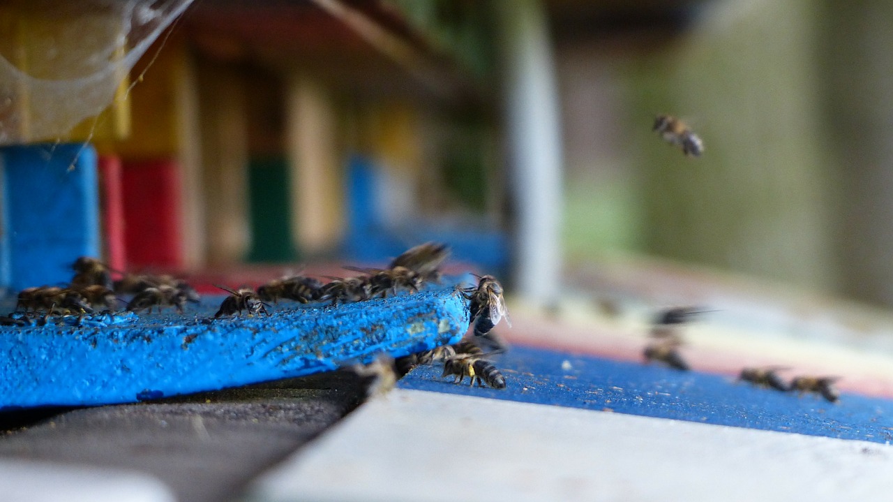 beehive bee apiformes hymenoptera hymenoptera free photo