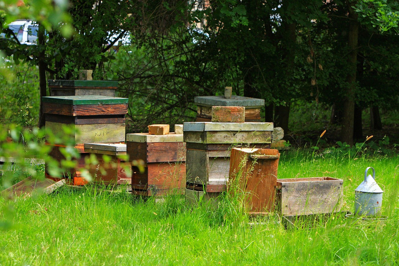 beehive beehives outdoors free photo