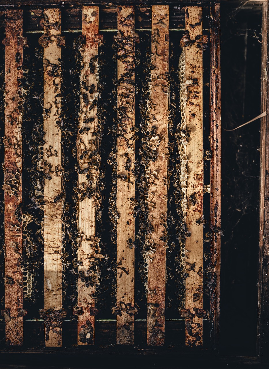 beehive bees dark free photo