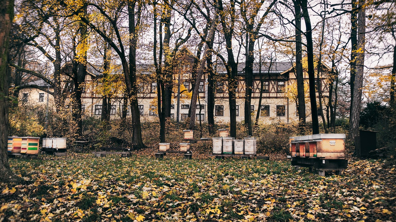 beehive forest autumn free photo