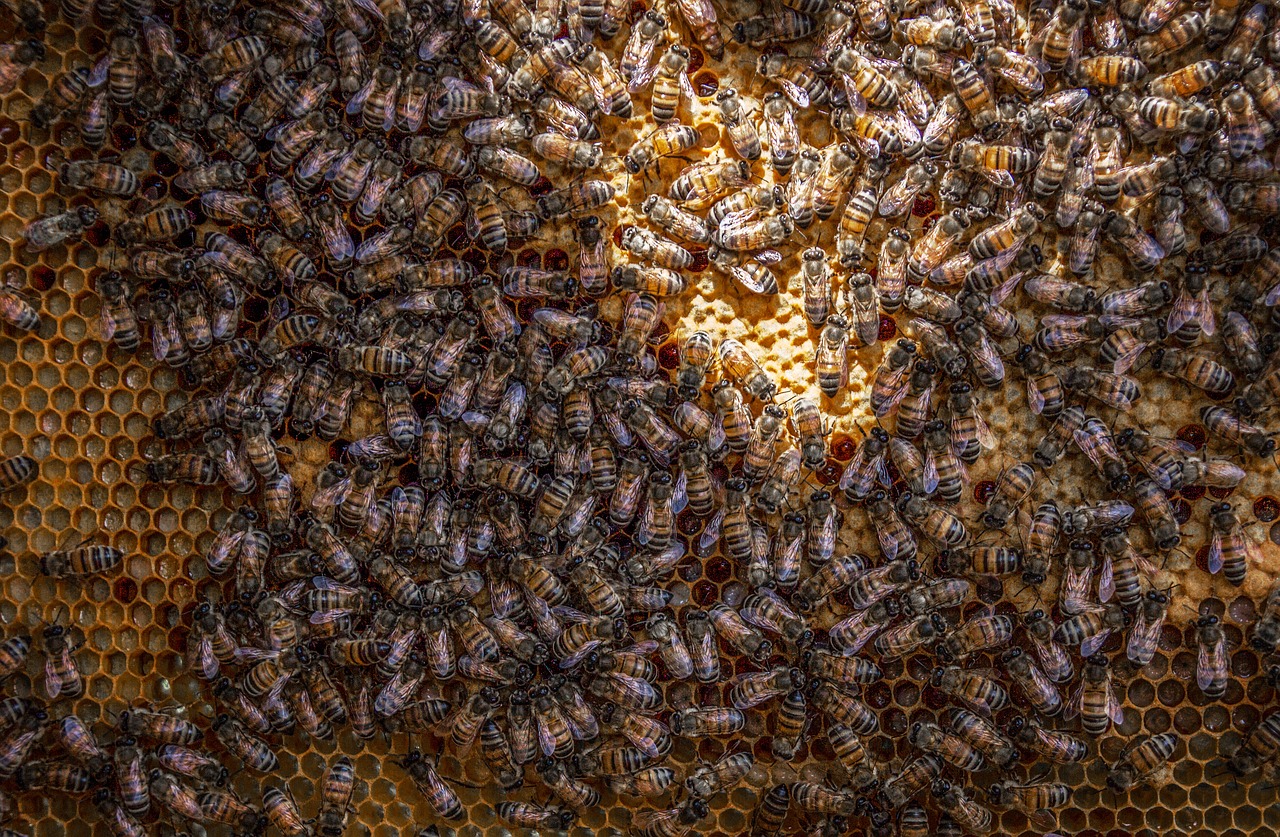 beehive bee honeycomb free photo