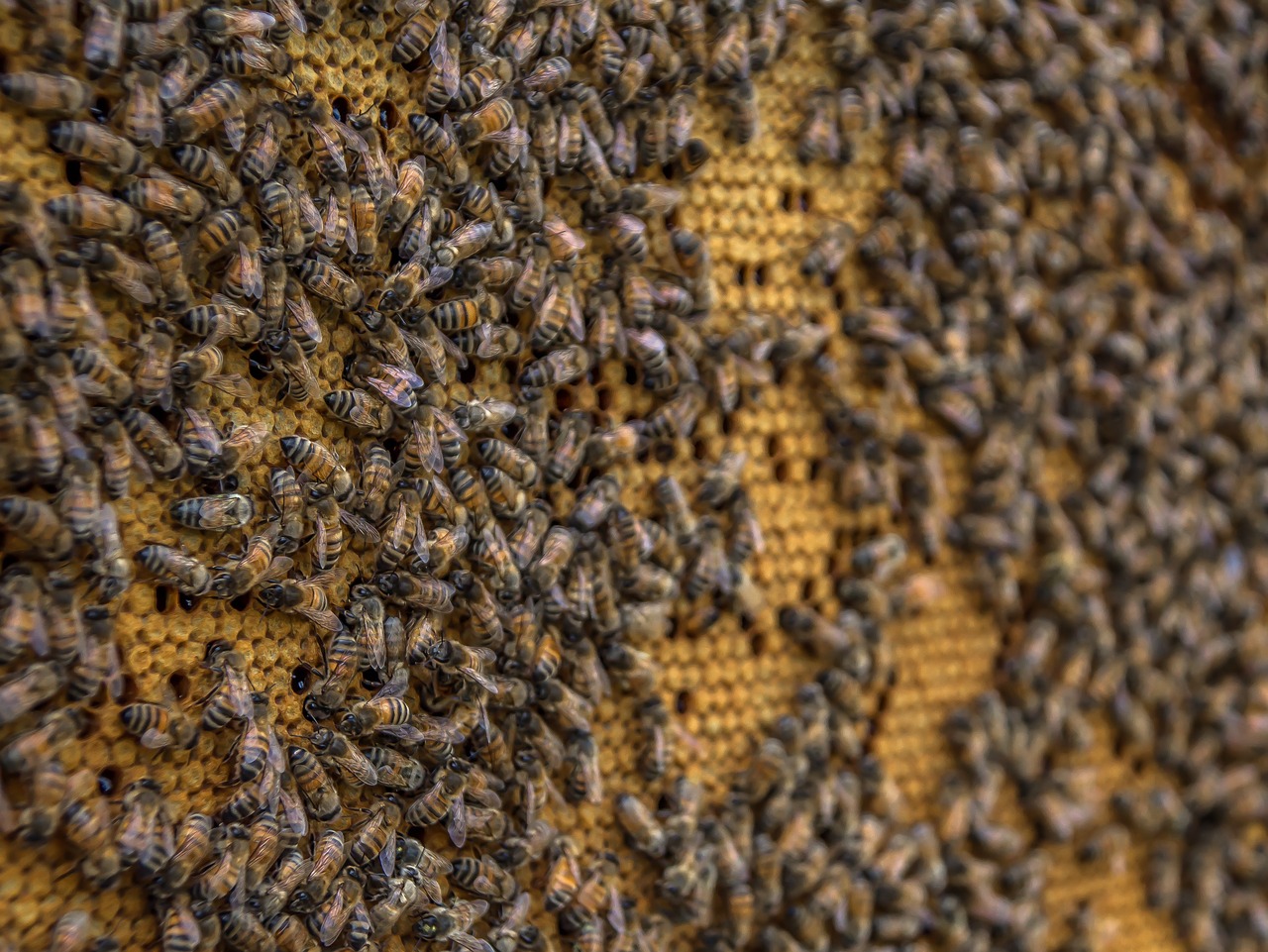 beehive bee honeycomb free photo