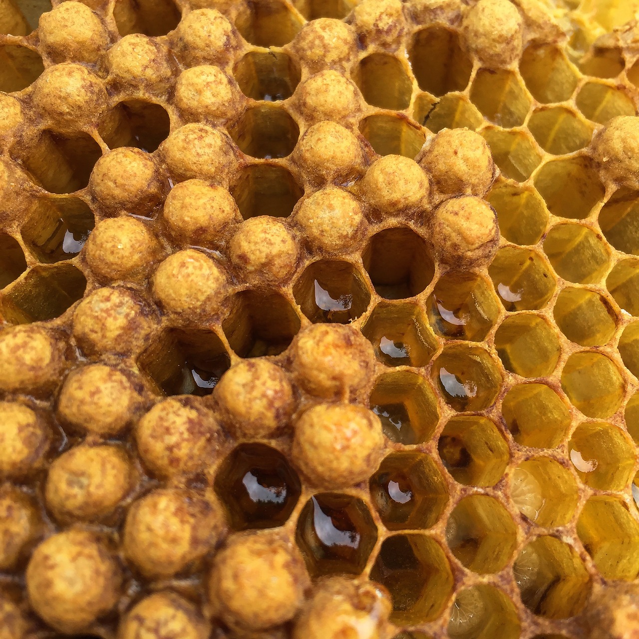 beehive  honey  honeycomb free photo