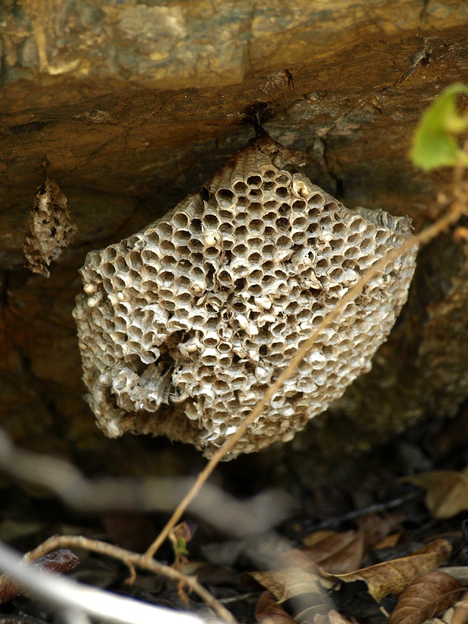 beehive honeycomb bee's nest free photo