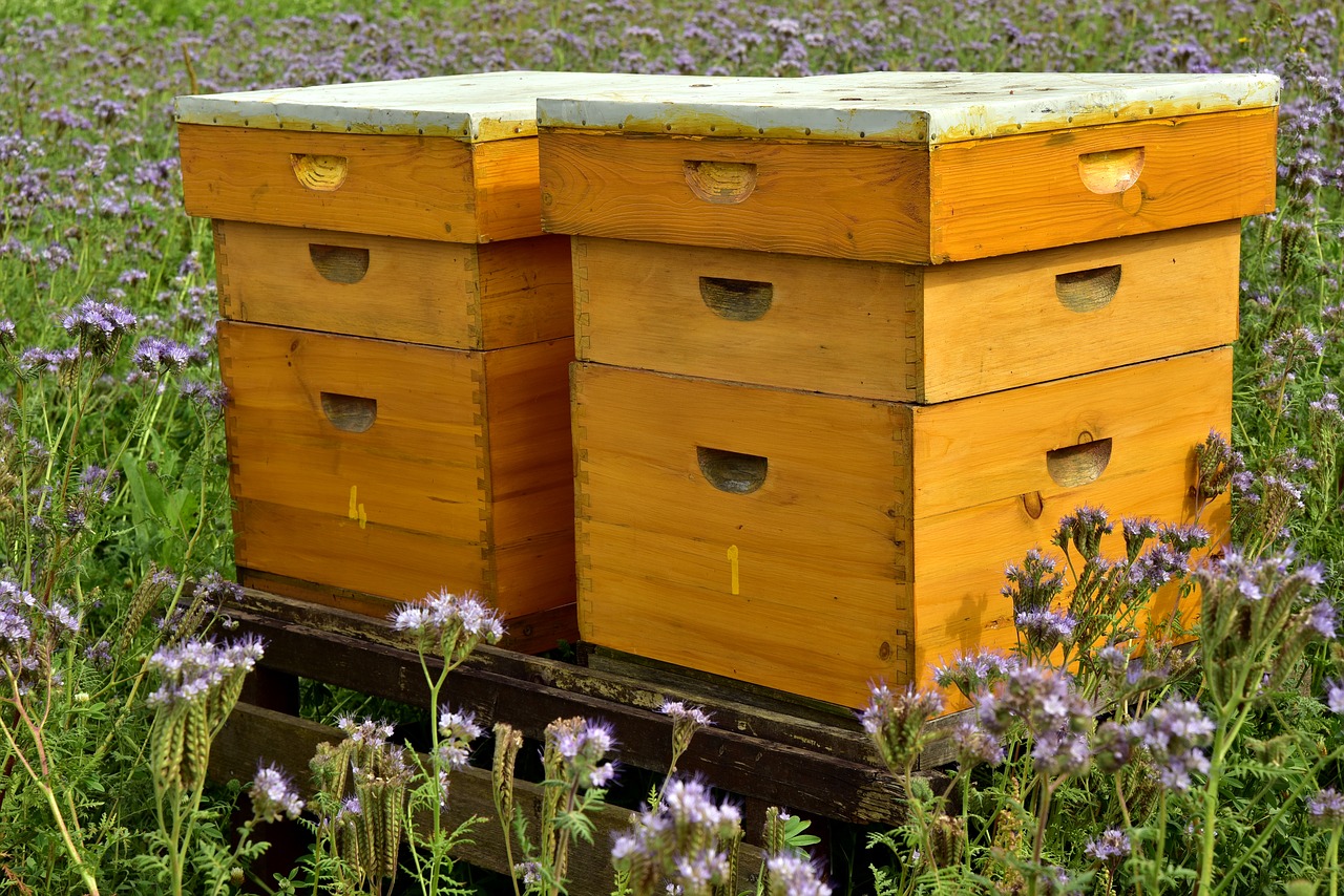 beehive  bees  bee keeping free photo