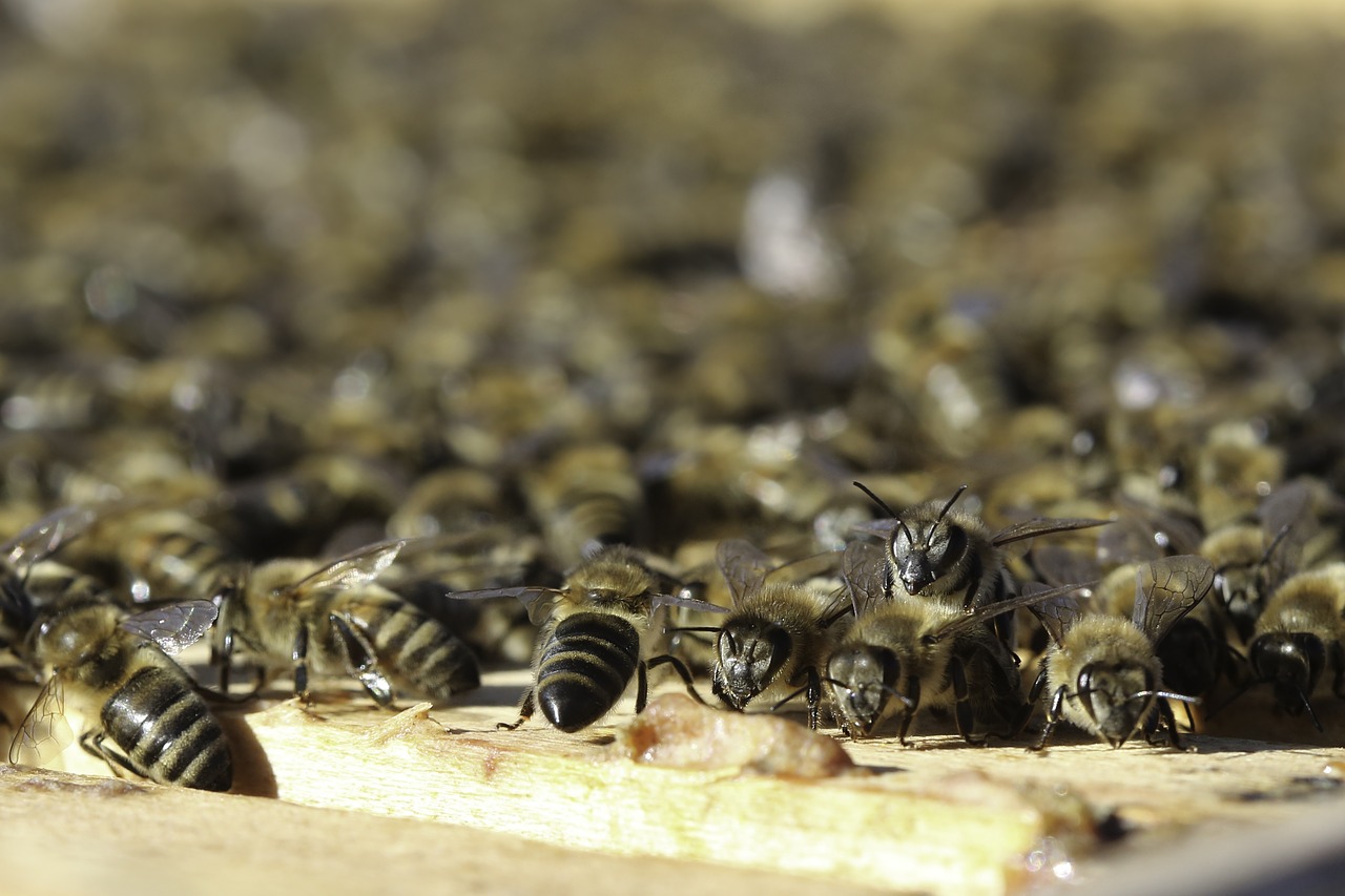 beehive  beekeeper  bees free photo
