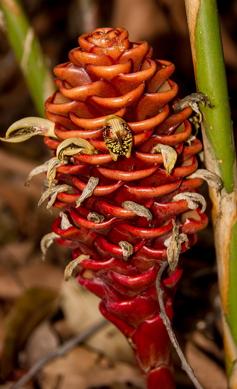 beehive ginger zingeber spectablis flower free photo