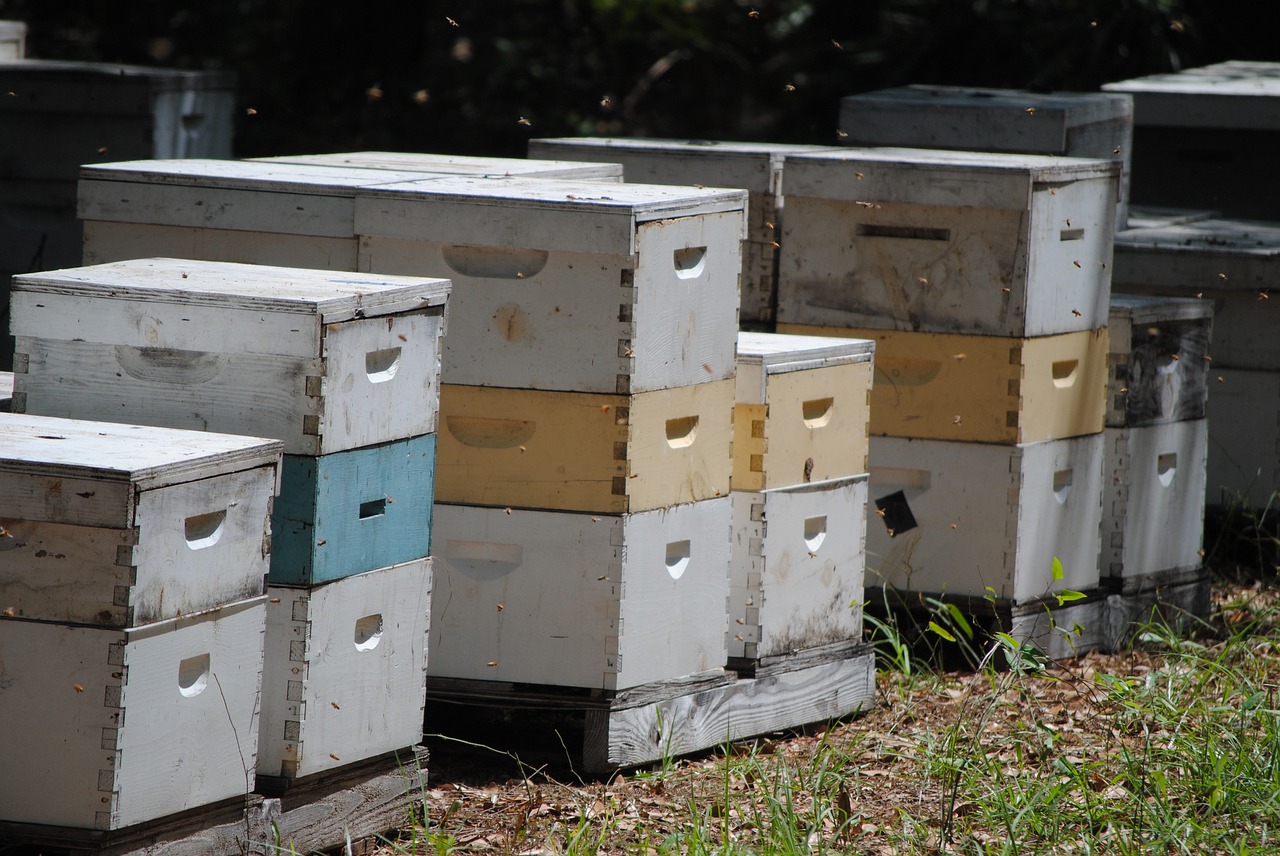 beehives honeybee bee free photo